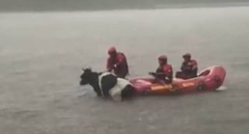 Bomberos de Quito salvan a la vaca Estrellita en tormenta – La Voz del Altiplano