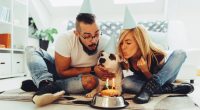 España tiene más perros que niños menores de 14 años – La Voz del Altiplano