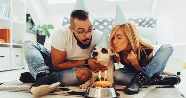 España tiene más perros que niños menores de 14 años – La Voz del Altiplano