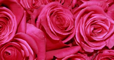 Exportaciones de Ecuador a EE. UU.: Arancel Cero – La Voz del Altiplano