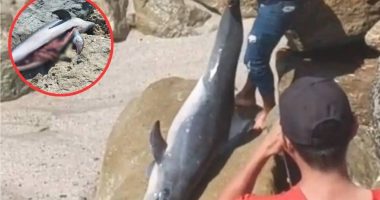 Investigan muerte de un delfín en Crucita durante Carnaval – La Voz del Altiplano