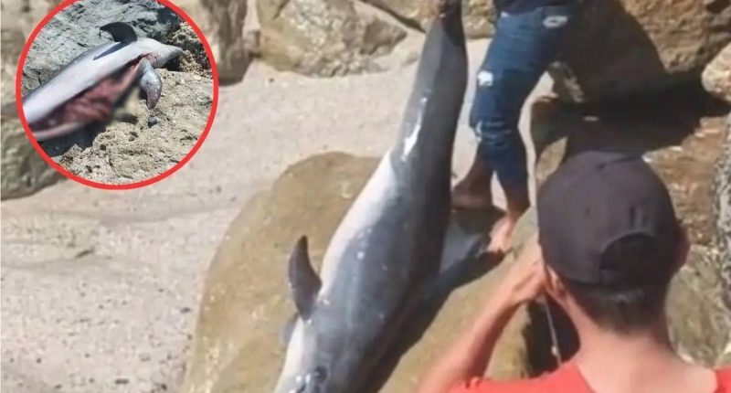 Investigan muerte de un delfín en Crucita durante Carnaval – La Voz del Altiplano