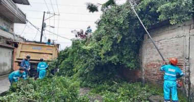 Caídas de Árboles por Lluvias: Parques EP Sin Heridos – La Voz del Altiplano