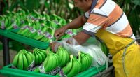 Jornada laboral de 12 horas en Ecuador: Esto dice la OIT – La Voz del Altiplano