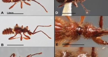 Ecuador descubre dos especies escarabajos – La Voz del Altiplano