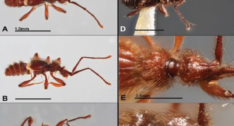 Ecuador descubre dos especies escarabajos – La Voz del Altiplano