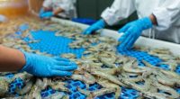 Impacto de aranceles en exportaciones de camarón – La Voz del Altiplano