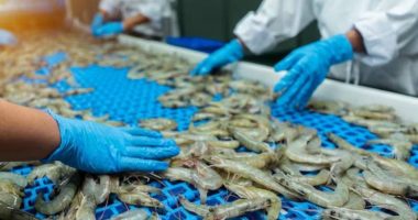 Impacto de aranceles en exportaciones de camarón – La Voz del Altiplano