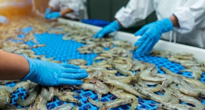 Impacto de aranceles en exportaciones de camarón – La Voz del Altiplano