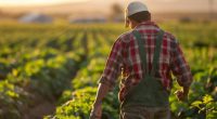 Oportunidad laboral en EE. UU para agrícola – La Voz del Altiplano