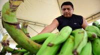 Caída del Precio del Plátano en Portoviejo – La Voz del Altiplano