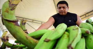 Caída del Precio del Plátano en Portoviejo – La Voz del Altiplano