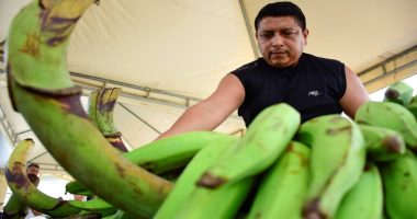 Caída del Precio del Plátano en Portoviejo – La Voz del Altiplano
