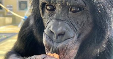 Los simios también pueden imaginar, revela investigación – La Voz del Altiplano