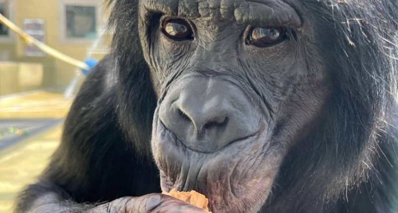 Los simios también pueden imaginar, revela investigación – La Voz del Altiplano