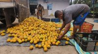 Arancel de Colombia afecta exportación de naranjas en Chone – La Voz del Altiplano