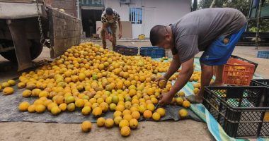 Arancel de Colombia afecta exportación de naranjas en Chone – La Voz del Altiplano