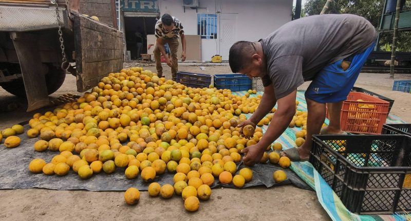 Arancel de Colombia afecta exportación de naranjas en Chone – La Voz del Altiplano