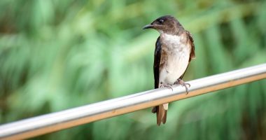 Aves de Centroamérica llegan hasta el parque Las Vegas de Portoviejo – La Voz del Altiplano