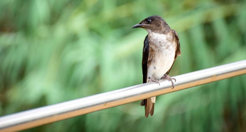 Aves de Centroamérica llegan hasta el parque Las Vegas de Portoviejo – La Voz del Altiplano
