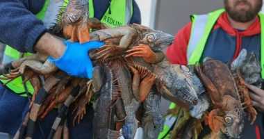 Iguanas caen de árboles en Florida: ¿Por qué sucede? – La Voz del Altiplano