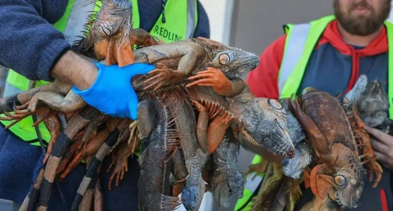 Iguanas caen de árboles en Florida: ¿Por qué sucede? – La Voz del Altiplano