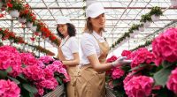 Exportación de flores cae en San Valentín 2026 – La Voz del Altiplano