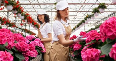 Exportación de flores cae en San Valentín 2026 – La Voz del Altiplano