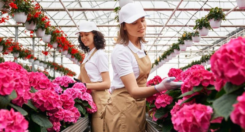 Exportación de flores cae en San Valentín 2026 – La Voz del Altiplano
