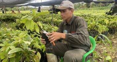 Productores de Manabí venden plátano directo a supermercados – La Voz del Altiplano