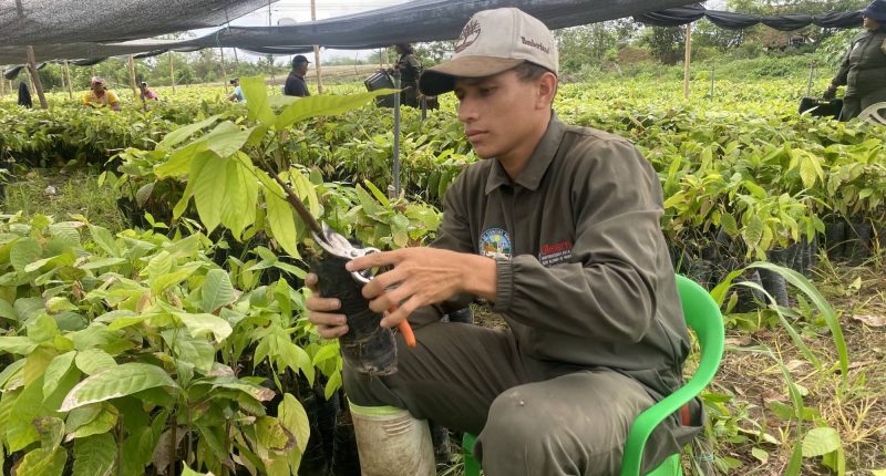 Productores de Manabí venden plátano directo a supermercados – La Voz del Altiplano
