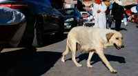 Perros callejeros en Marruecos: sacrificios y eventos deportivos – La Voz del Altiplano
