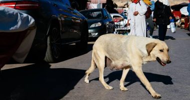Perros callejeros en Marruecos: sacrificios y eventos deportivos – La Voz del Altiplano