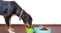 Alimentos para mascotas aumentan de precios en Ecuador – La Voz del Altiplano