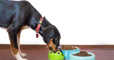 Alimentos para mascotas aumentan de precios en Ecuador – La Voz del Altiplano