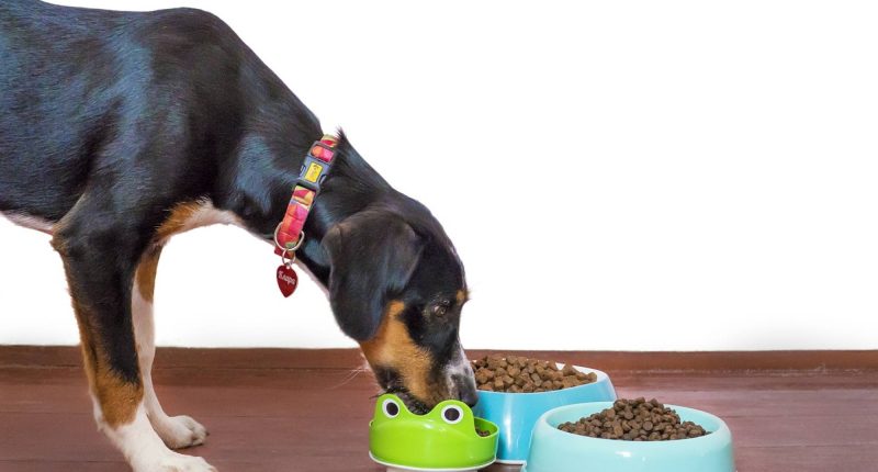 Alimentos para mascotas aumentan de precios en Ecuador – La Voz del Altiplano