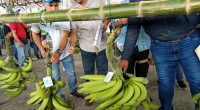 Aranceles detiene exportaciones de plátano a Colombia – La Voz del Altiplano