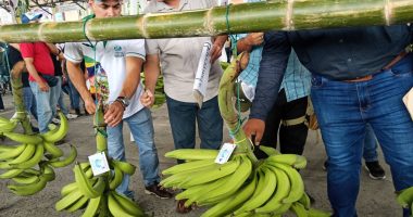 Aranceles detiene exportaciones de plátano a Colombia – La Voz del Altiplano