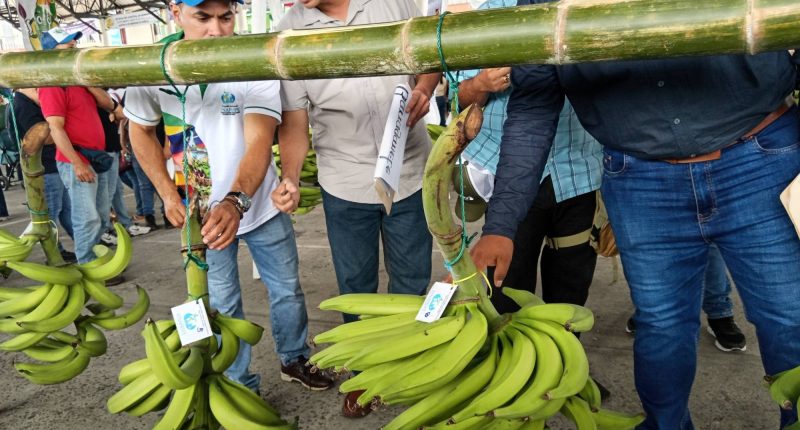 Aranceles detiene exportaciones de plátano a Colombia – La Voz del Altiplano