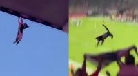 Aficionados salvan gato en partido y el estadio aplaude – La Voz del Altiplano