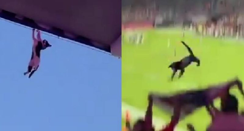 Aficionados salvan gato en partido y el estadio aplaude – La Voz del Altiplano