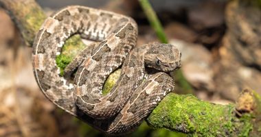 La lucha de la serpiente y el insecto – La Voz del Altiplano