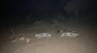 Acusados de Tres Asesinatos y Muerte de Perros – La Voz del Altiplano