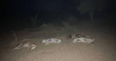 Acusados de Tres Asesinatos y Muerte de Perros – La Voz del Altiplano