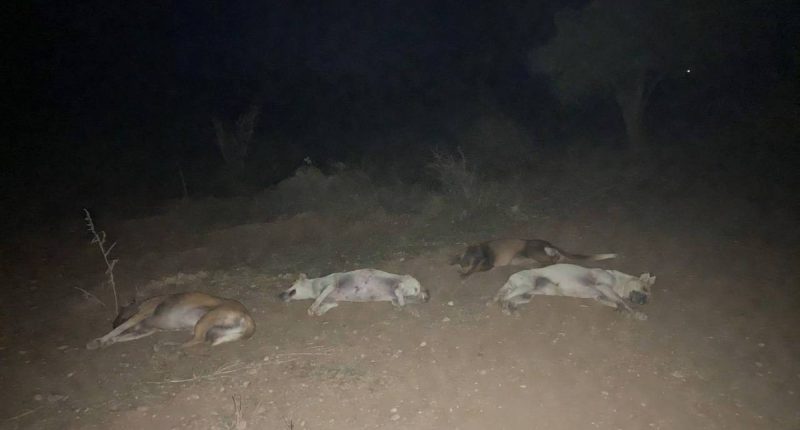 Acusados de Tres Asesinatos y Muerte de Perros – La Voz del Altiplano