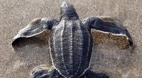 95 tortugas marinas gigantes en Manabí – La Voz del Altiplano
