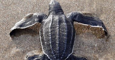 95 tortugas marinas gigantes en Manabí – La Voz del Altiplano