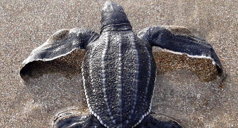 95 tortugas marinas gigantes en Manabí – La Voz del Altiplano