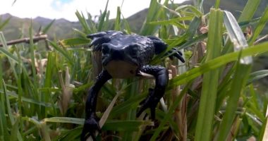 Sapo detiene vía y divide Cotopaxi: un curioso suceso – La Voz del Altiplano