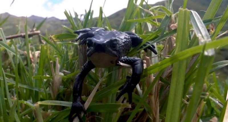 Sapo detiene vía y divide Cotopaxi: un curioso suceso – La Voz del Altiplano